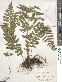 Dryopteris cristata image