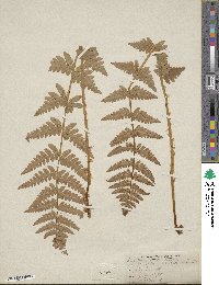 Dryopteris cristata image