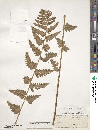 Dryopteris cristata image