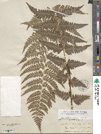 Dryopteris cristata image