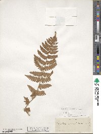 Dryopteris cristata image