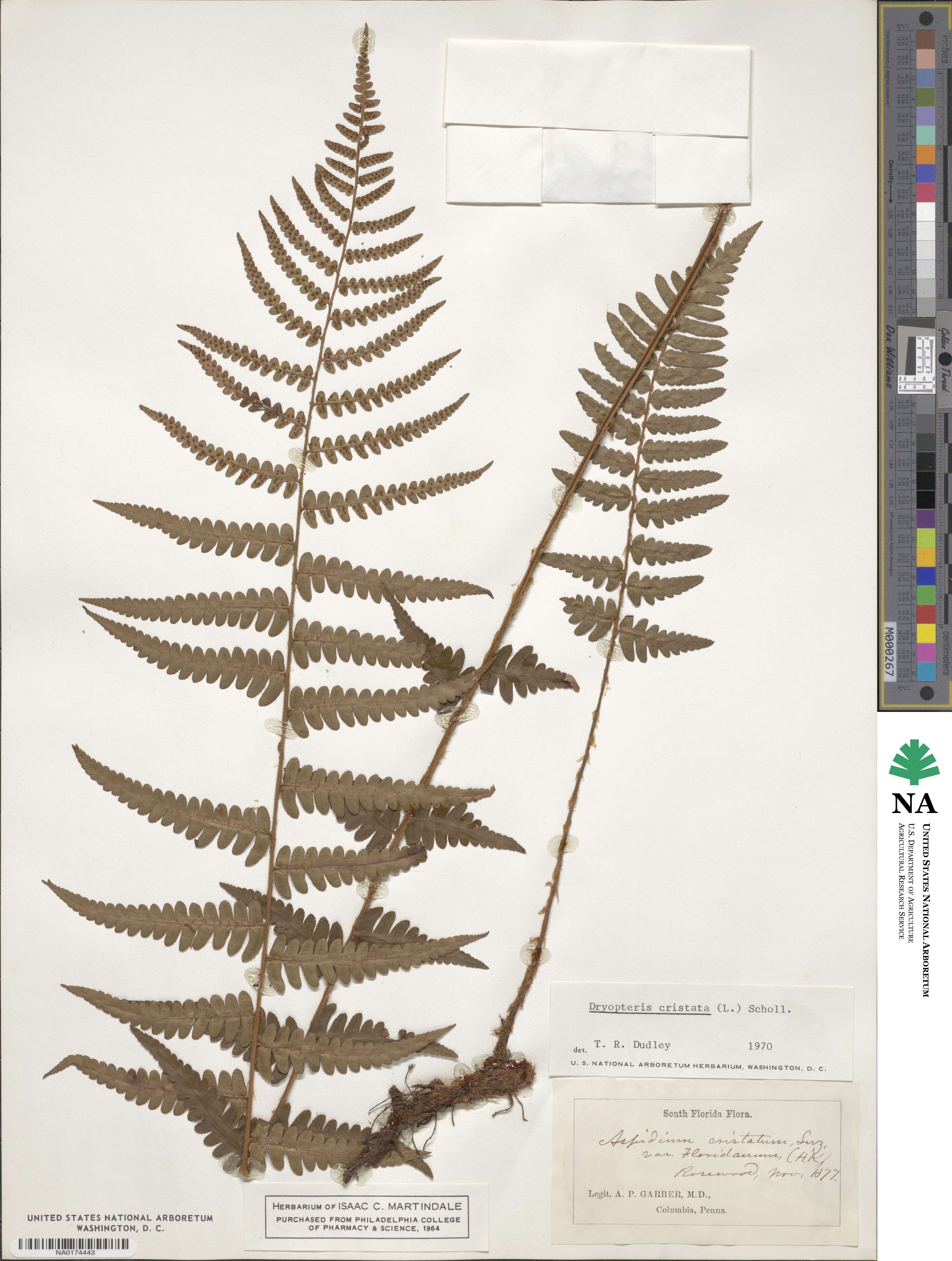 Dryopteris cristata image