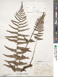 Dryopteris cristata image