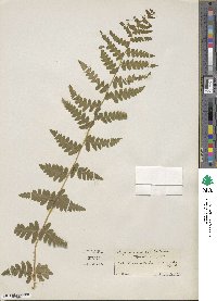 Dryopteris cristata image