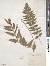 Dryopteris cristata image