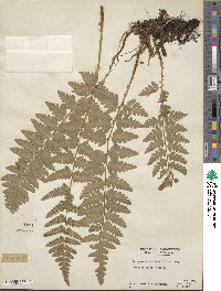 Dryopteris cristata image