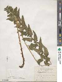 Dryopteris cristata image