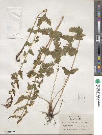 Dryopteris cristata image