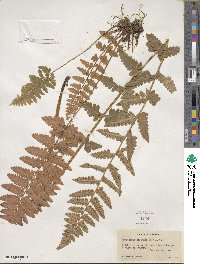 Dryopteris cristata image