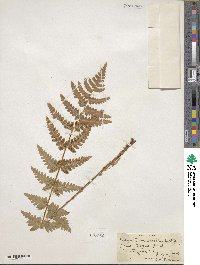 Dryopteris cristata image