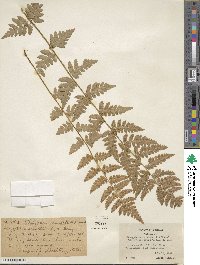 Dryopteris cristata image