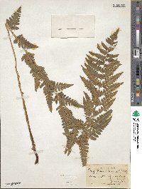 Dryopteris cristata image