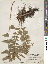 Dryopteris cristata image