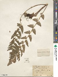 Dryopteris cristata image