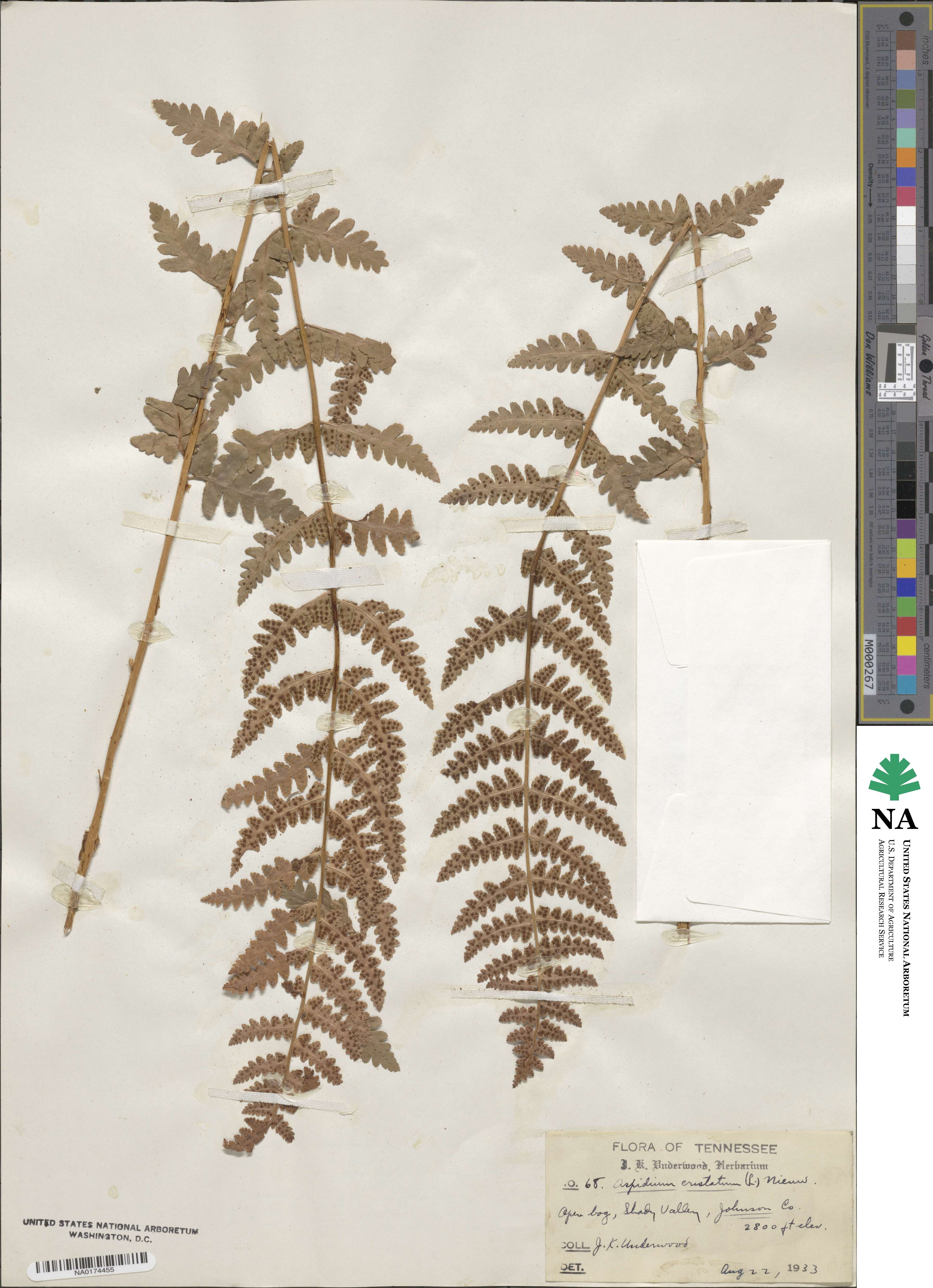 Dryopteris cristata image