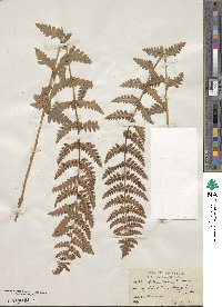 Dryopteris cristata image