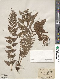 Dryopteris cristata image