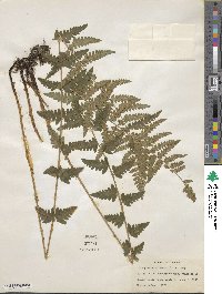 Dryopteris cristata image