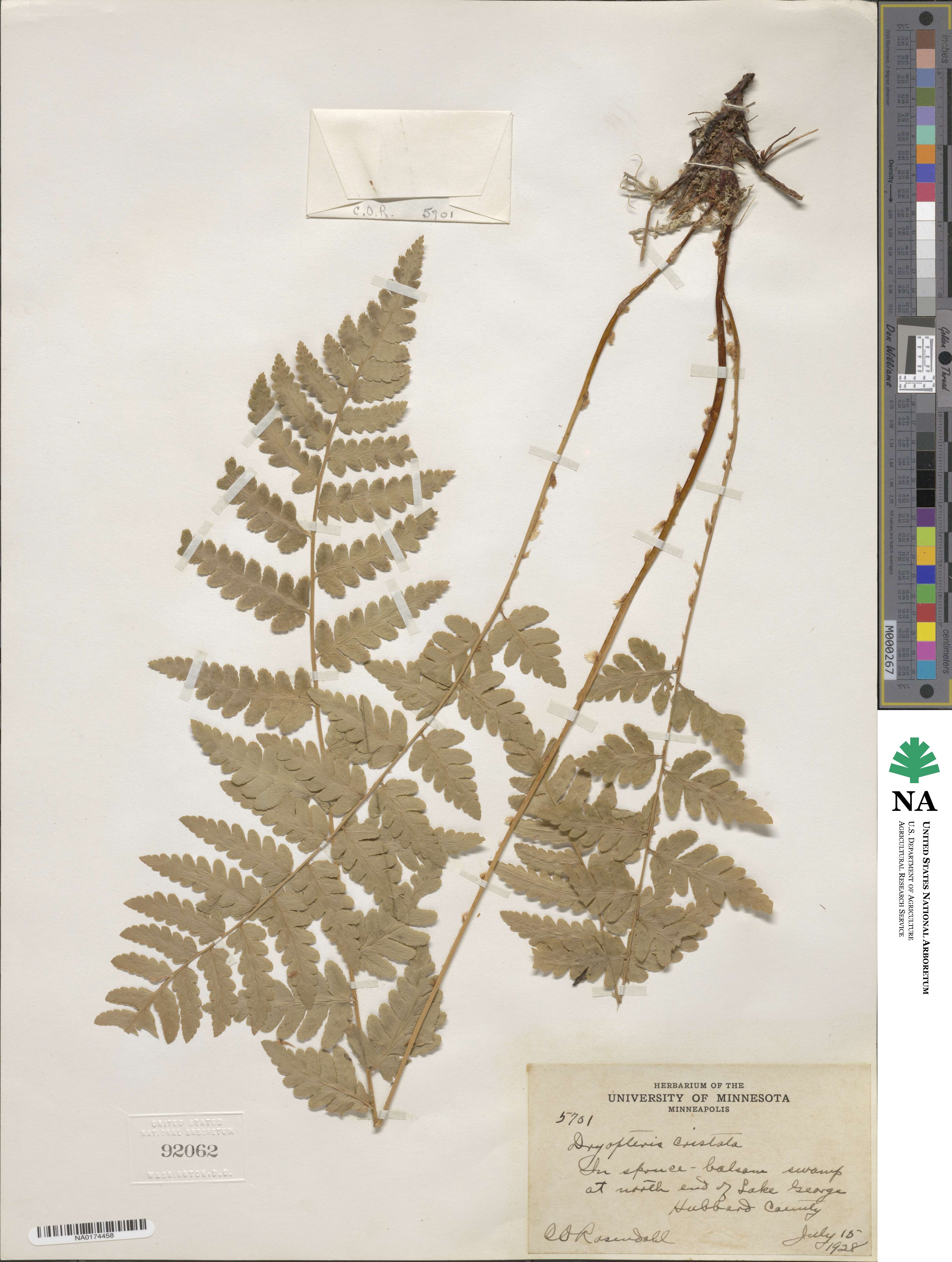 Dryopteris cristata image