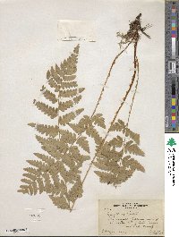 Dryopteris cristata image