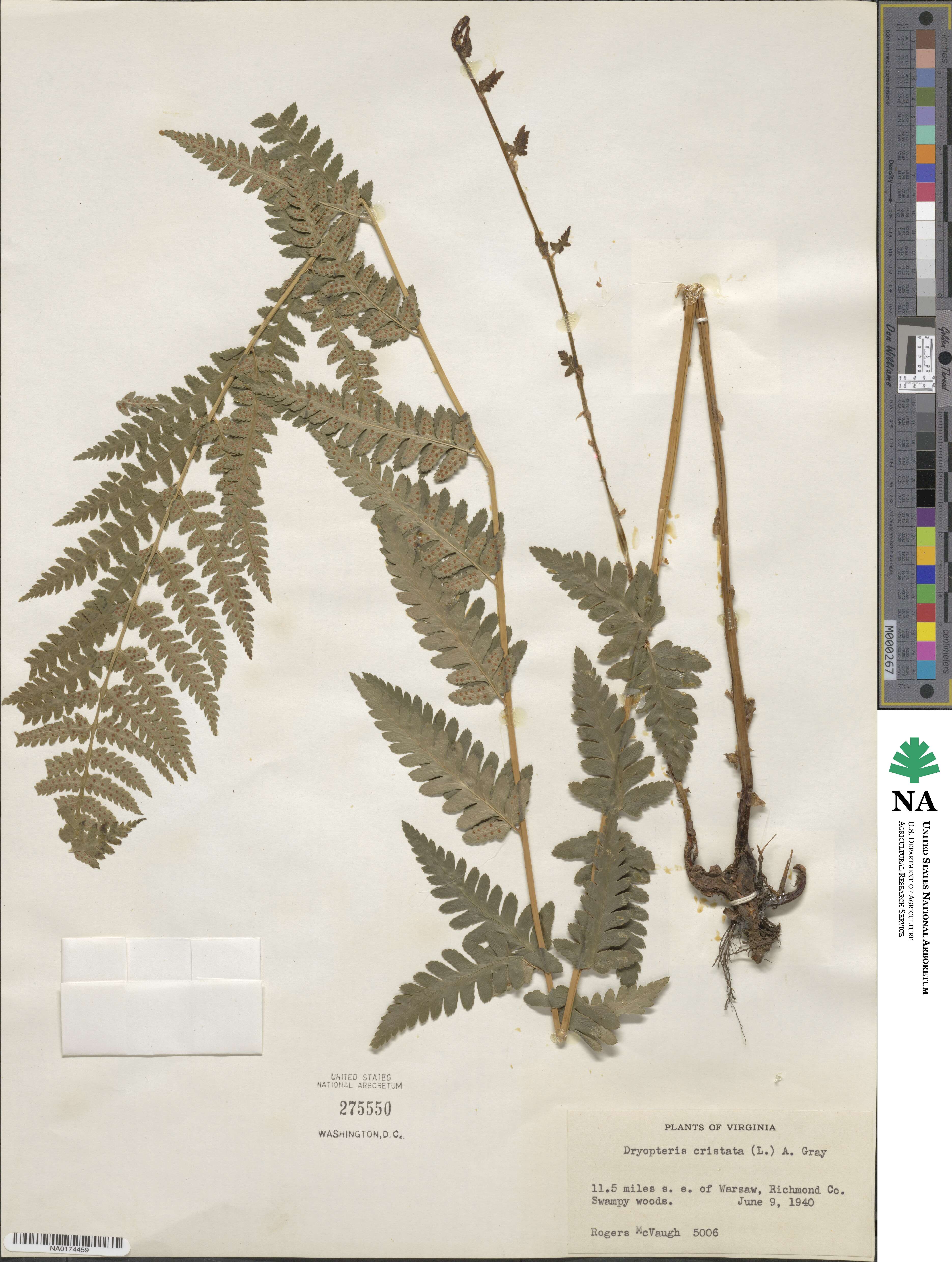 Dryopteris cristata image