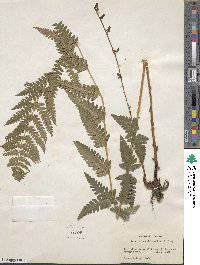 Dryopteris cristata image