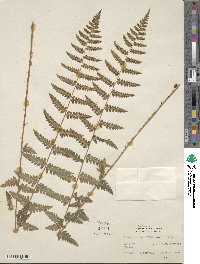 Dryopteris cristata image