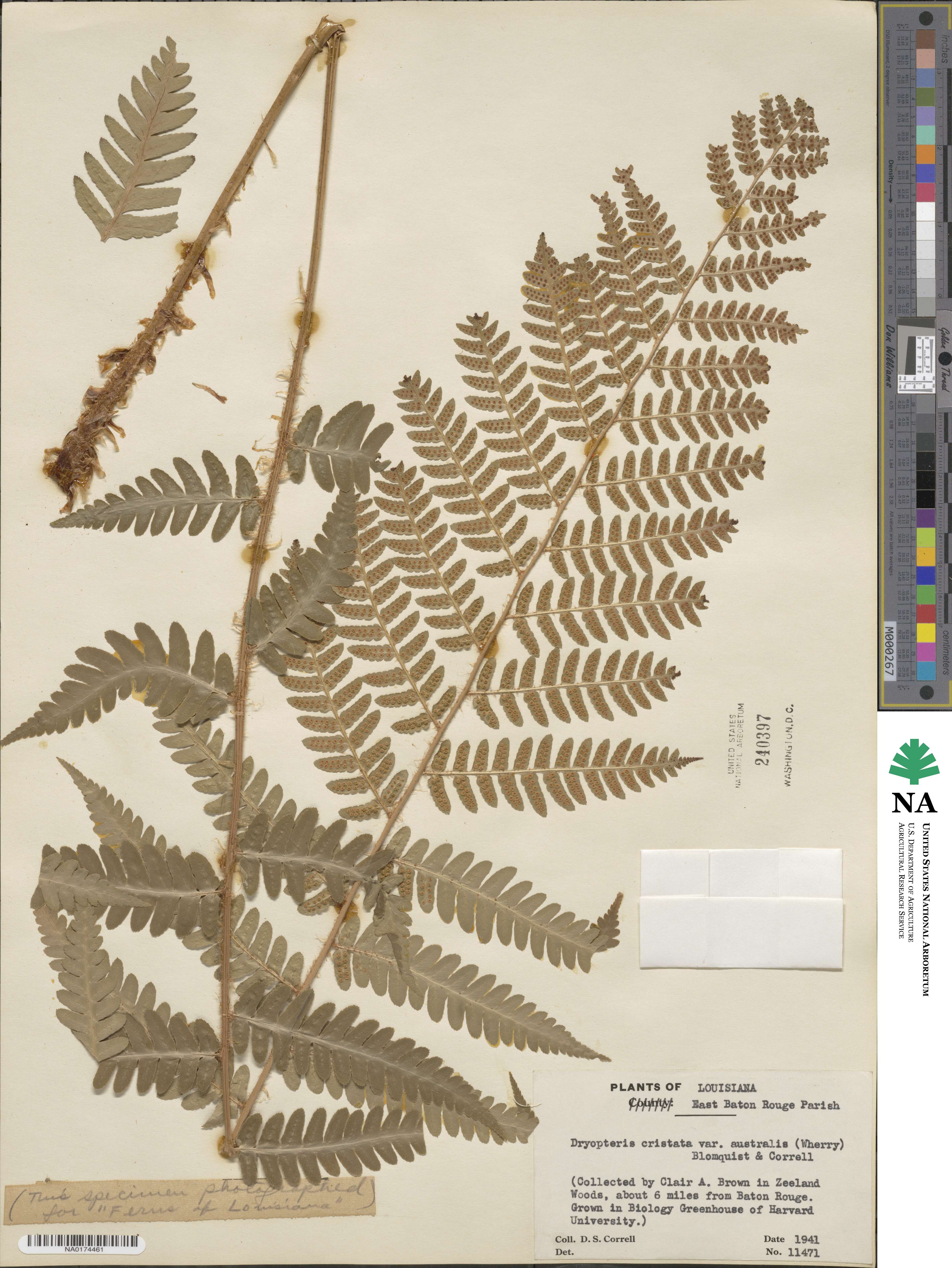 Dryopteris ×australis image