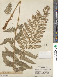 Dryopteris ×australis image