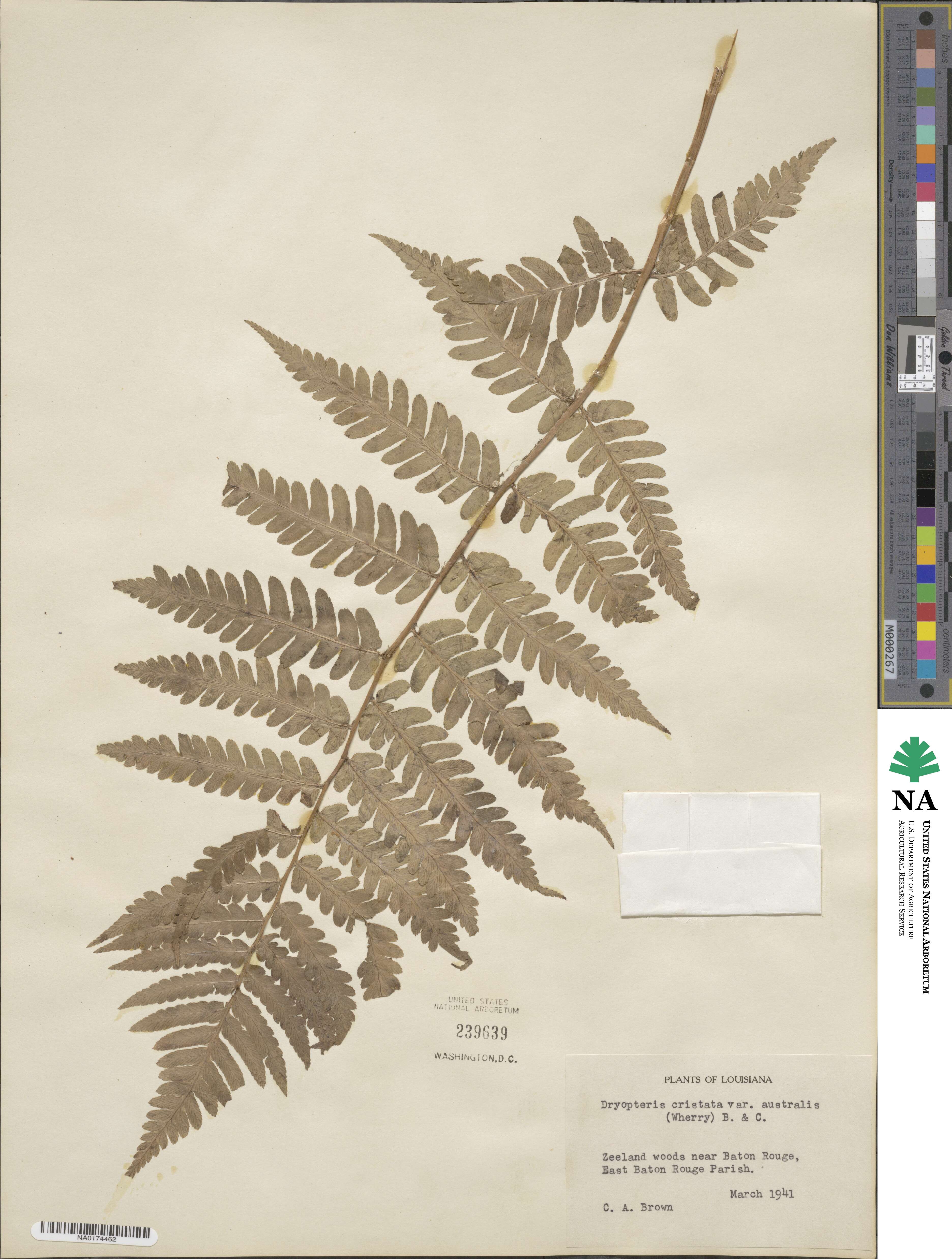 Dryopteris ×australis image