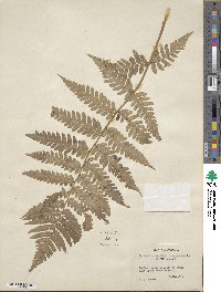 Dryopteris ×australis image