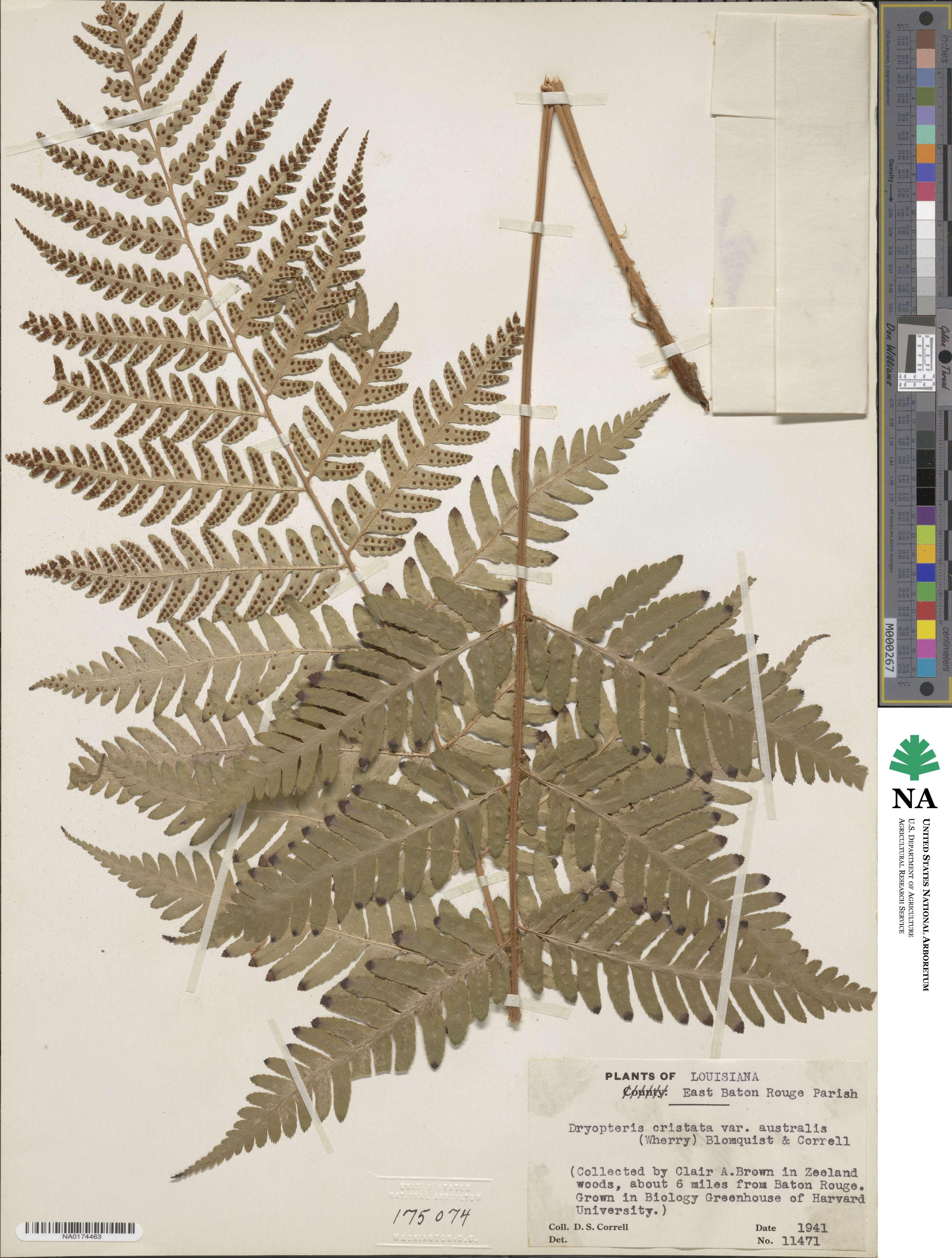 Dryopteris ×australis image