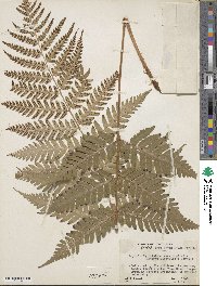 Dryopteris ×australis image