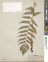 Dryopteris clintoniana image