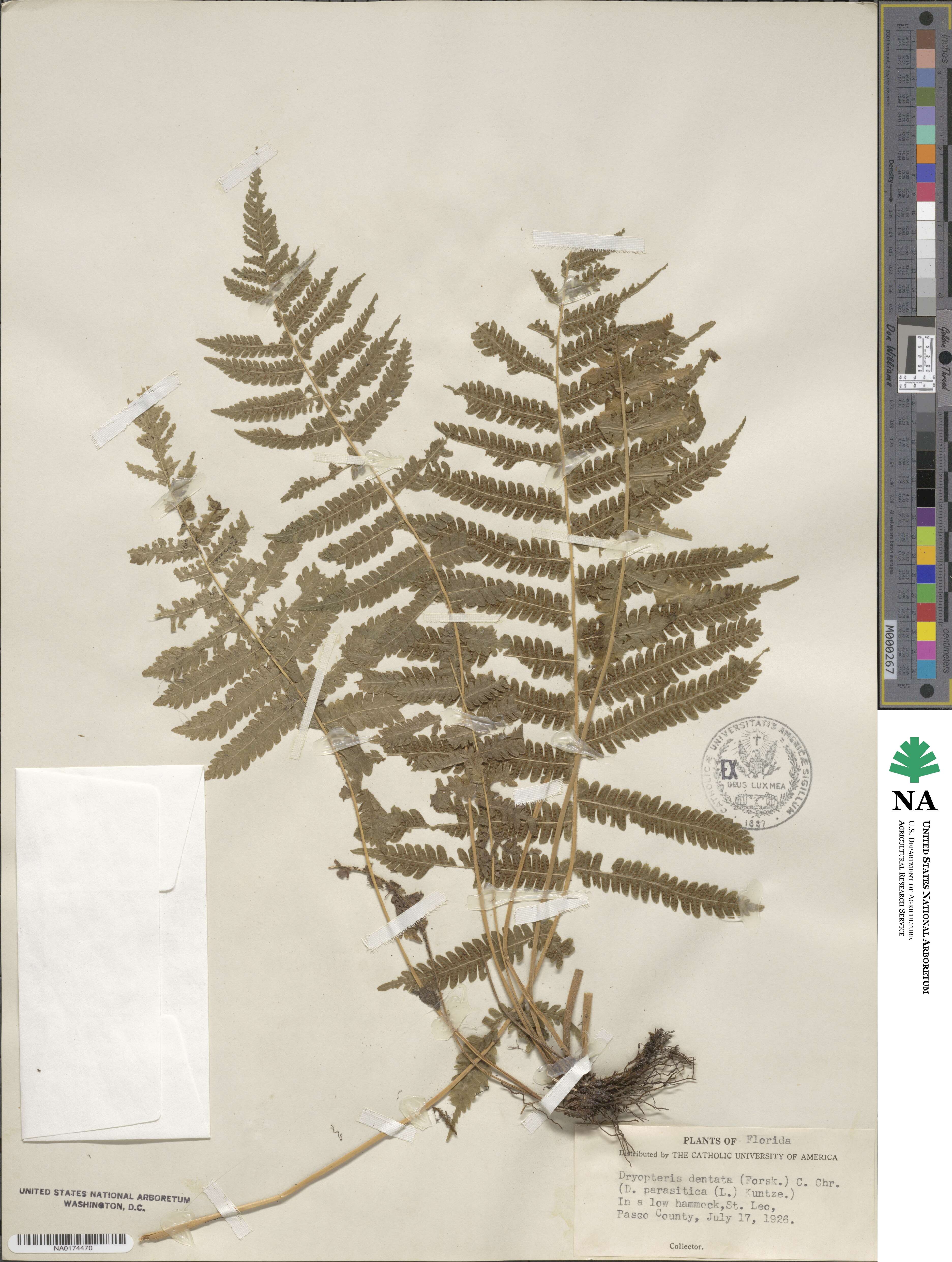 Christella dentata image
