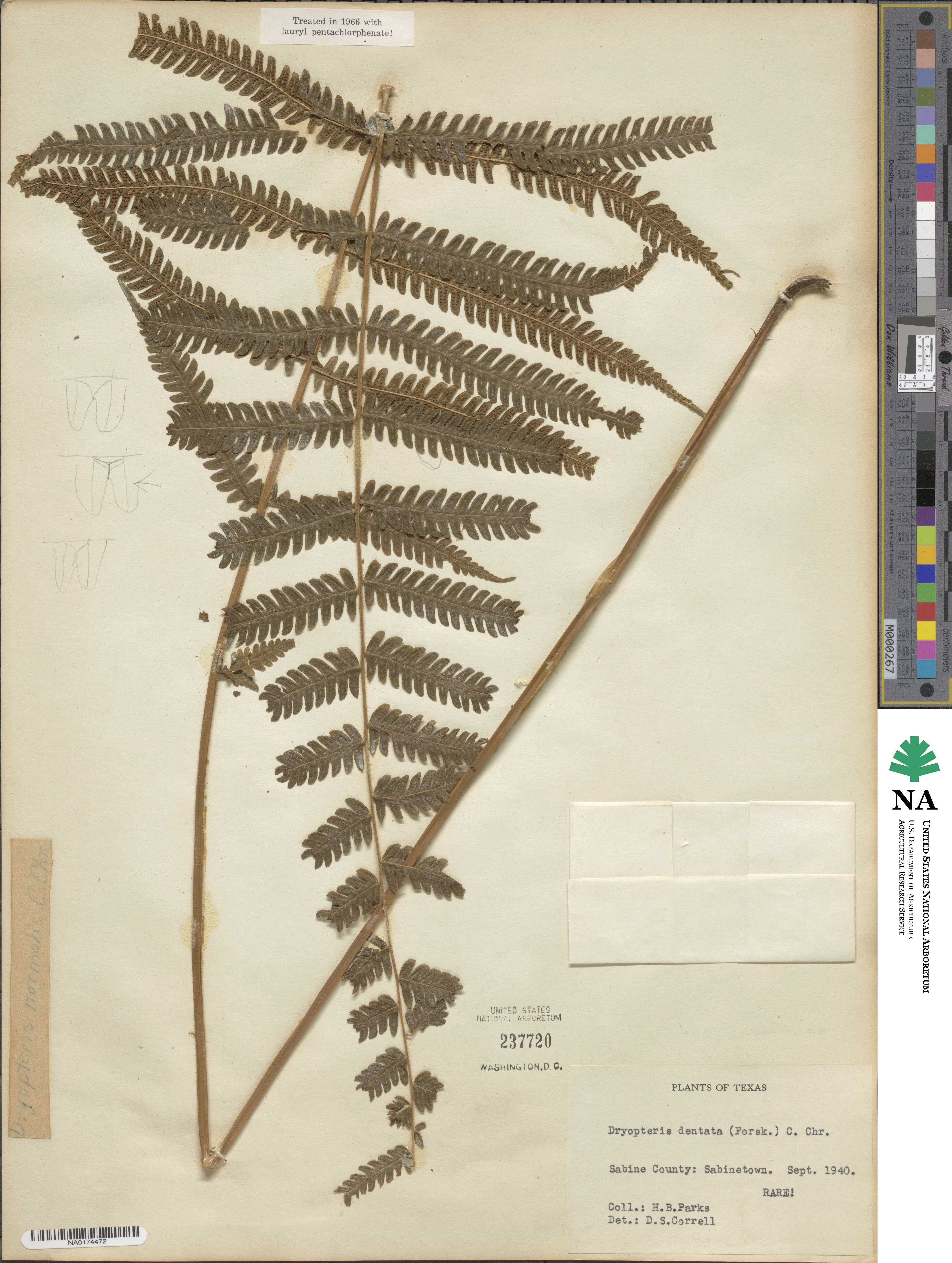 Christella dentata image