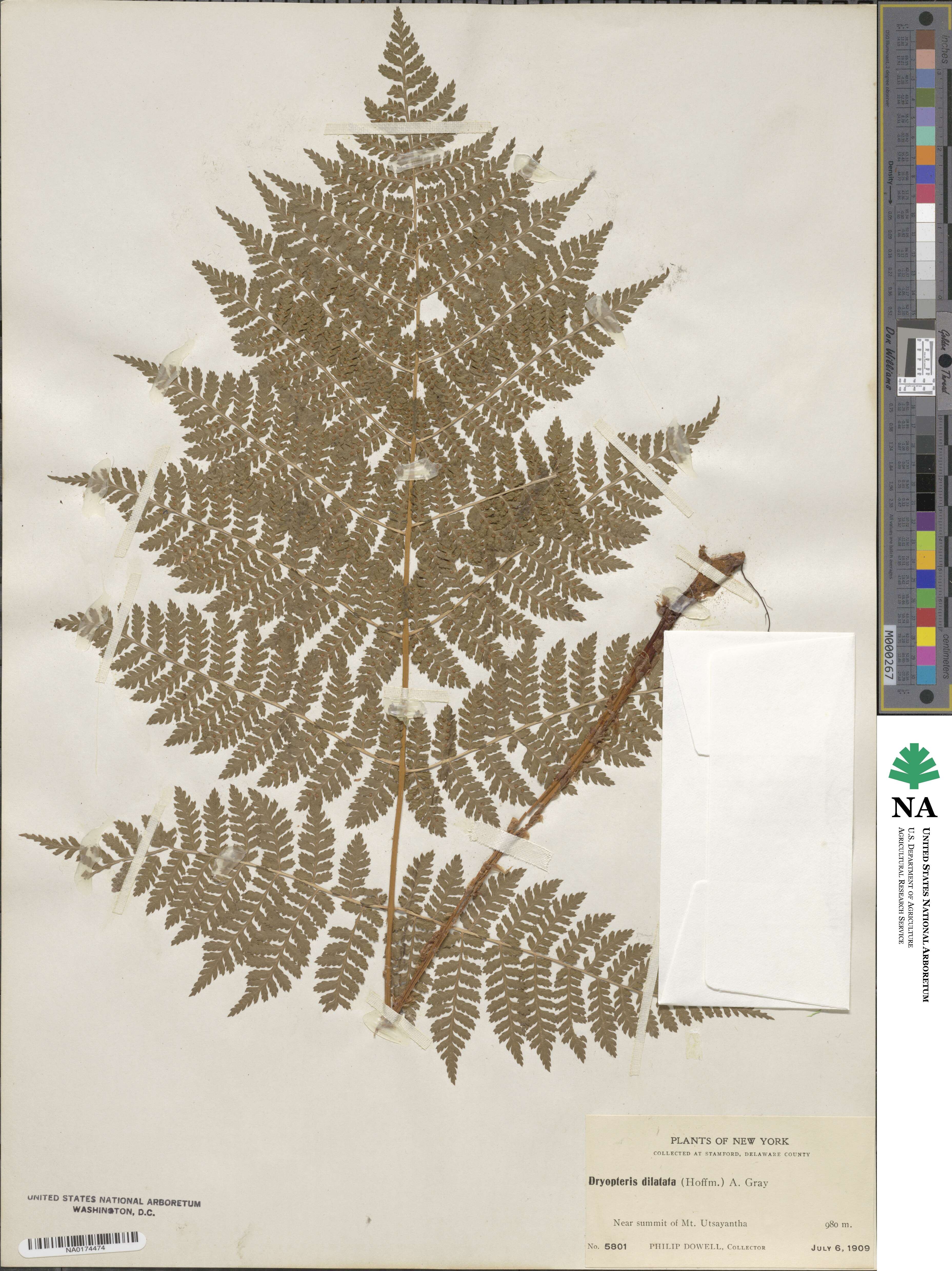 Dryopteris dilatata subsp. dilatata image