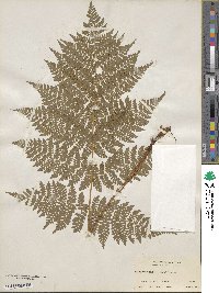 Dryopteris dilatata image