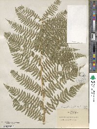 Dryopteris dilatata image