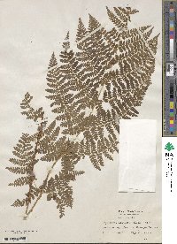 Dryopteris dilatata image