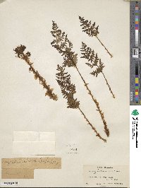 Dryopteris dilatata image