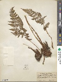 Dryopteris dilatata subsp. dilatata image