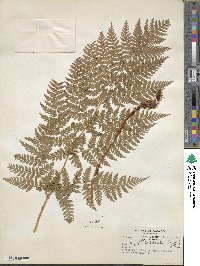 Dryopteris dilatata subsp. dilatata image