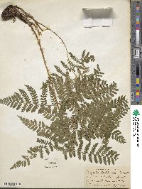 Dryopteris dilatata subsp. dilatata image