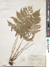 Dryopteris dilatata subsp. dilatata image