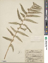 Dryopteris filix-mas image