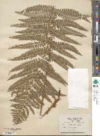 Dryopteris filix-mas image