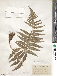 Dryopteris filix-mas image