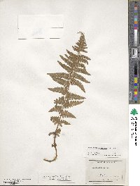 Dryopteris filix-mas image