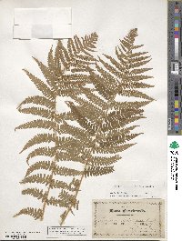 Dryopteris filix-mas image